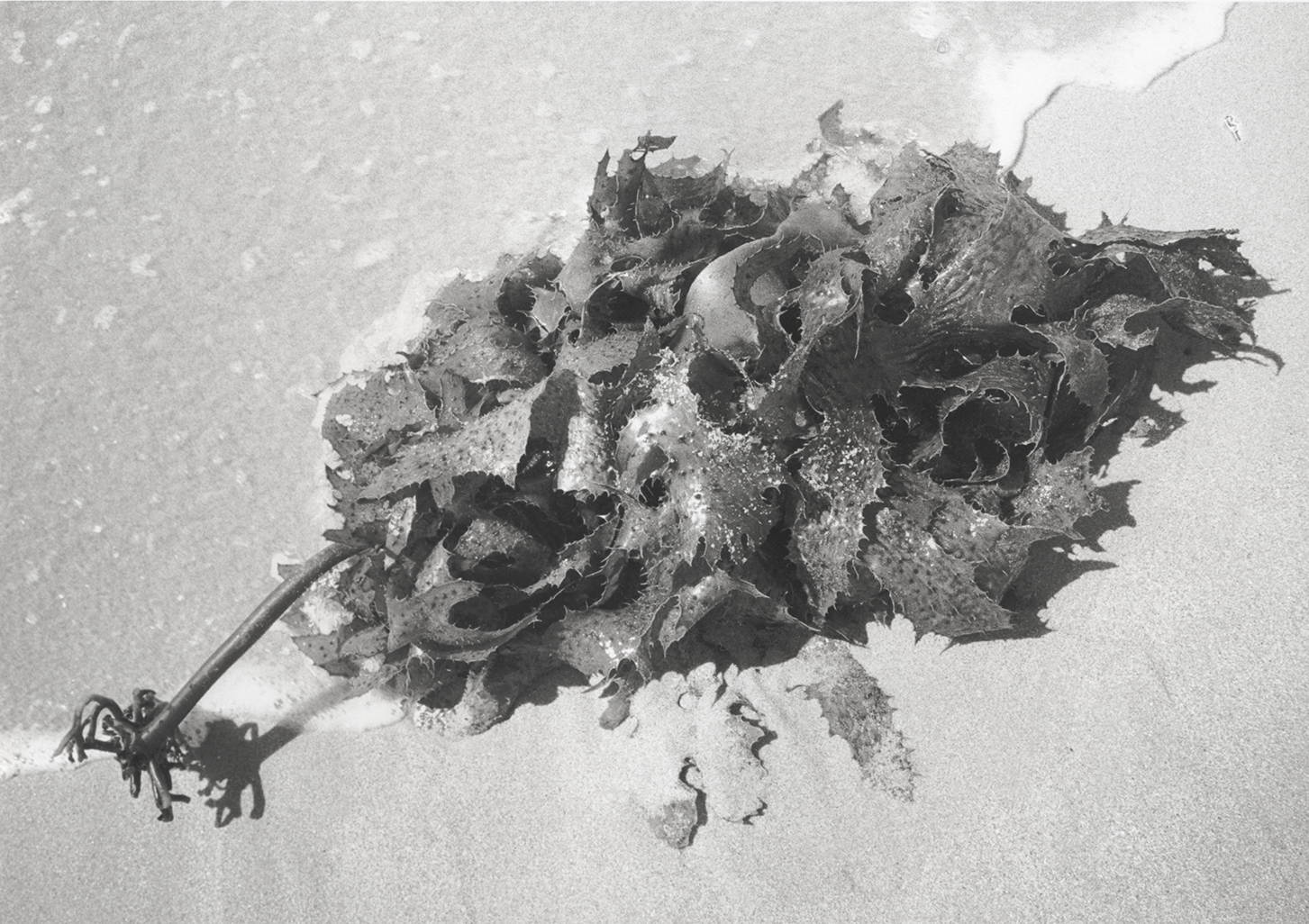Seaweed, RC paper